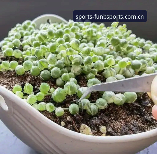 BSports博彩体验深度解析：从新手到高手的全方位指南
